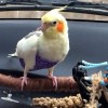 charlie the cockatiel in a car
